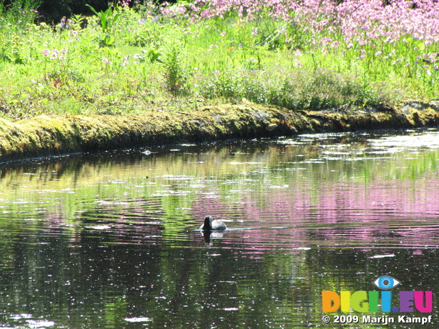 SX06220 Coot swimming with reflection of Ragged Robin (lychnis flos-cuculi)